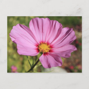 Einsame Blume Postkarte
