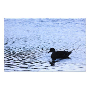 Einsame Enten-Wildlife-Lake-Wasser-Ripple-Fotograf Fotodruck
