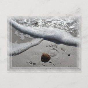 Einsame Muschel am Strand von Florida Postkarte