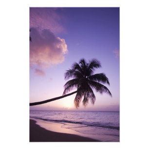 Einsame Palme bei Sonnenuntergang, Coconut Grove S Fotodruck