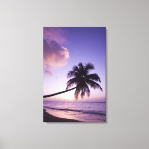 Einsame Palme bei Sonnenuntergang, Coconut Grove S Leinwanddruck