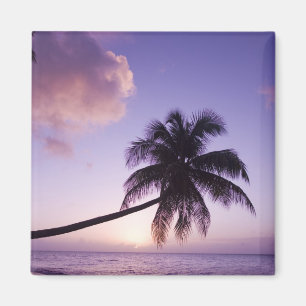 Einsame Palme bei Sonnenuntergang, Coconut Grove S Magnet