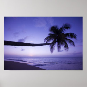 Einsame Palme bei Sonnenuntergang, Coconut Grove S Poster