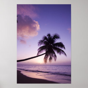 Einsame Palme bei Sonnenuntergang, Coconut Grove S Poster