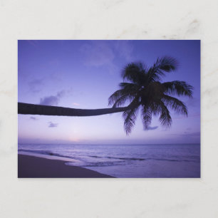 Einsame Palme bei Sonnenuntergang, Coconut Grove S Postkarte