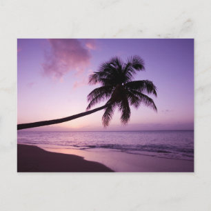 Einsame Palme bei Sonnenuntergang, Coconut Grove S Postkarte