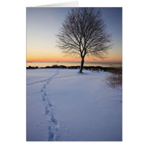 Einsamer Baum im frischen Schnee auf dem New Castl