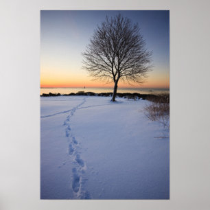 Einsamer Baum im frischen Schnee auf dem New Castl Poster