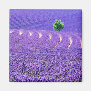 Einsamer Baum im Lavendelfeld, Frankreich Magnet