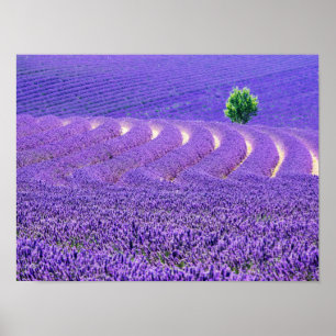 Einsamer Baum im Lavendelfeld, Frankreich Poster