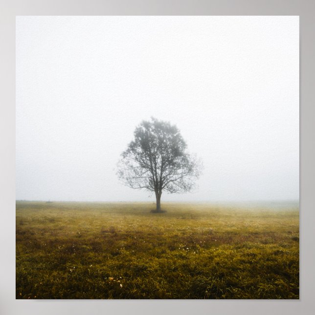 Einsamer Baum in einem nebeligen Herbstmorgen Poster (Vorne)