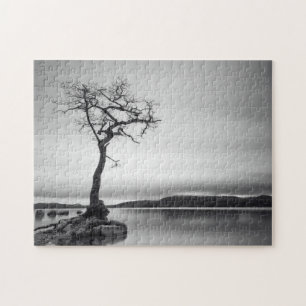 Einsamer bloßer Baum