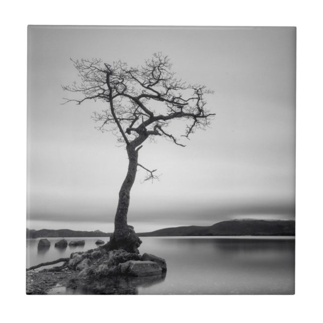 Einsamer bloßer Baum Fliese (Vorderseite)