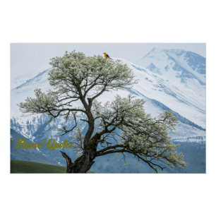 Einsamer blühender Baum und schneebedeckte Berge Poster