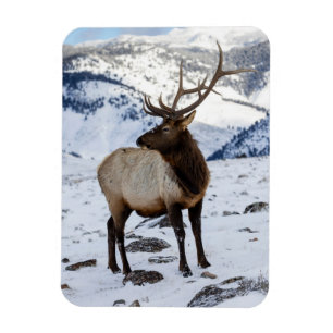 Einsamer Bullenelk im Schnee Yellowstone-Nationa Magnet