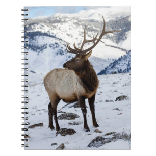 Einsamer Bullenelk im Schnee   Yellowstone-Nationa Notizblock