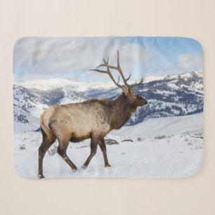 Einsamer Bullenelk   Yellowstone-Nationalpark Sherpadecke