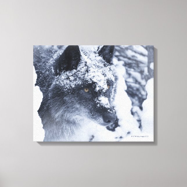 Einsamer Wolf im Schnee Leinwanddruck (Vorderseite)