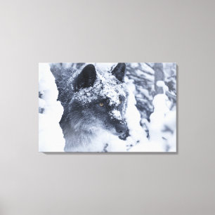 Einsamer Wolf im Schnee Leinwanddruck