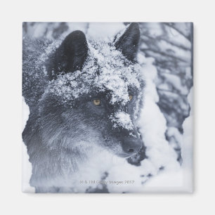 Einsamer Wolf im Schnee Magnet