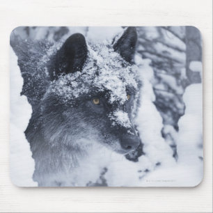 Einsamer Wolf im Schnee Mousepad