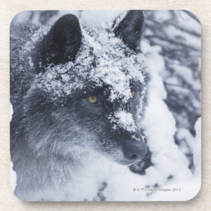 Einsamer Wolf im Schnee Untersetzer