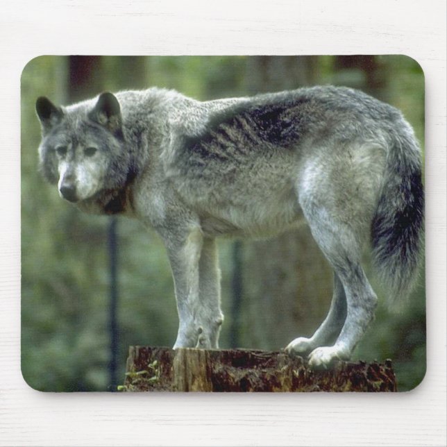 Einsamer Wolf Mousepad (Vorne)