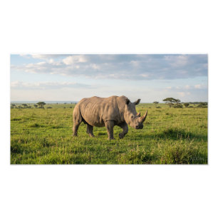 Einsames Nashorn, das in offenem Grasland läuft, F Fotodruck