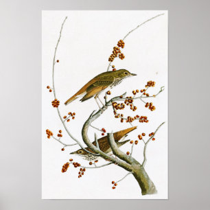 Einsiedler-Drossel-John James Audubon-Vögel von Poster