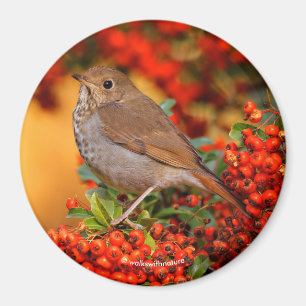 Einsiedlerdrossel Singvogel auf Scharlach-Schneeba Magnet