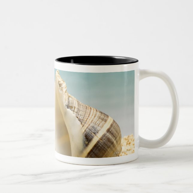 Einsiedlerkrabbe, die größere Muschel betrachtet Zweifarbige Tasse (Rechts)
