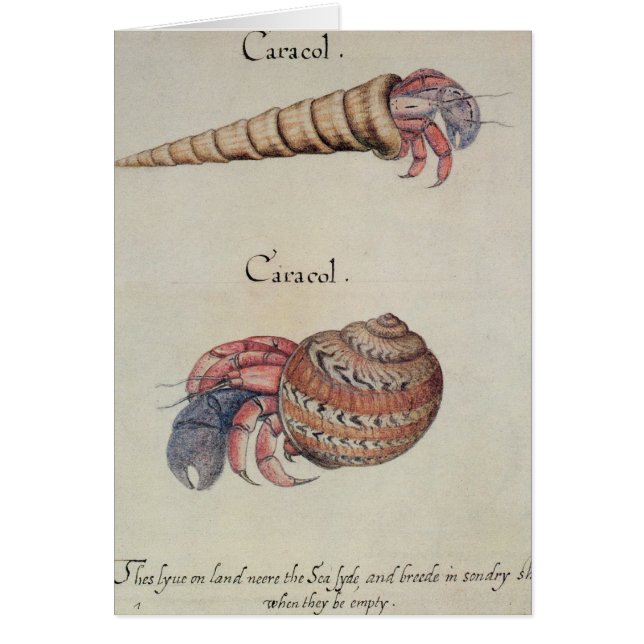 Einsiedlerkrebs (Vorne)