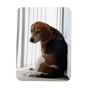 Einstellung des Beagle Magnet