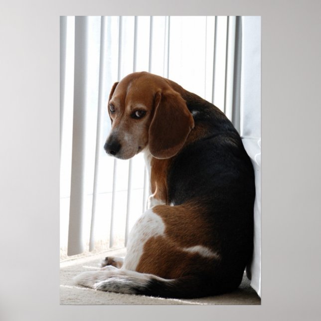 Einstellung des Beagle Poster (Vorne)