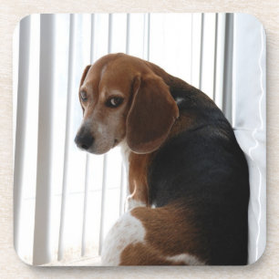 Einstellung des Beagle Untersetzer
