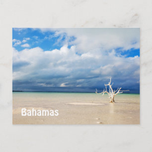 Einzelbaum am Strand Postkarte