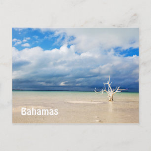 Einzelbaum am Strand Postkarte
