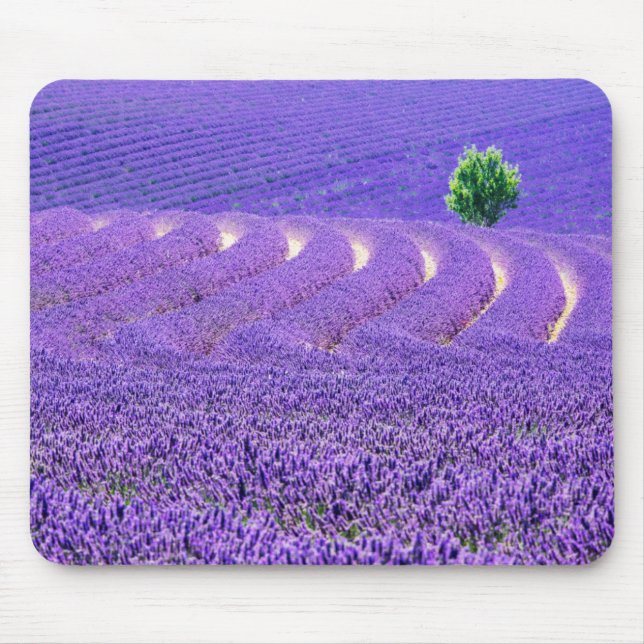 Einzelbaum in Lavender Field, Frankreich Mousepad (Vorne)