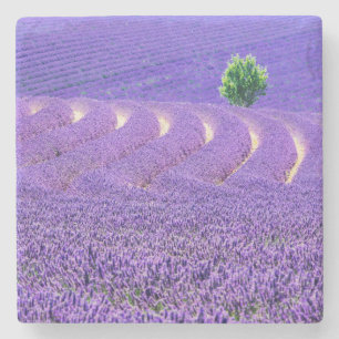 Einzelbaum in Lavender Field, Frankreich Steinuntersetzer