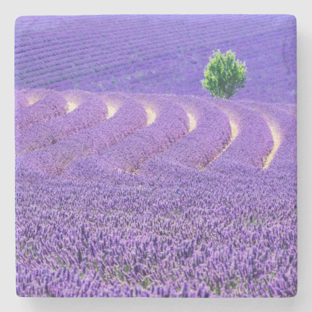 Einzelbaum in Lavender Field, Frankreich Steinuntersetzer (Vorderseite)