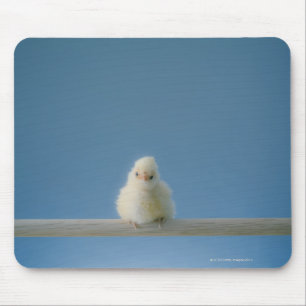 Einzelne Babyhähnchen, die auf einer Terrasse sitz Mousepad