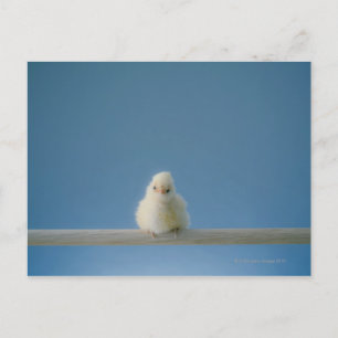 Einzelne Babyhähnchen, die auf einer Terrasse sitz Postkarte