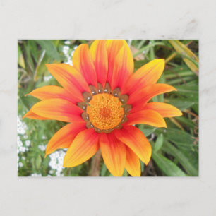 Einzelne helle orangefarbene Blume Postkarte
