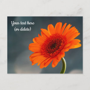 Einzelne orange Gerbera-Grußkarte Postkarte