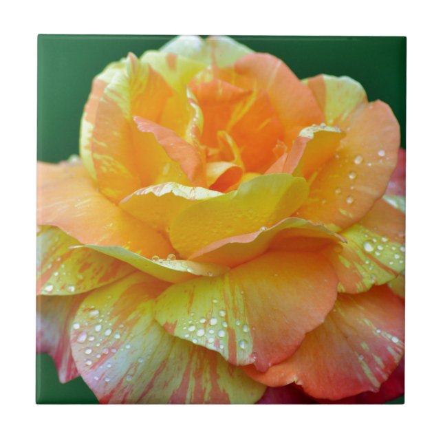 Einzelne orangefarbene Teerose Fliese (Vorderseite)