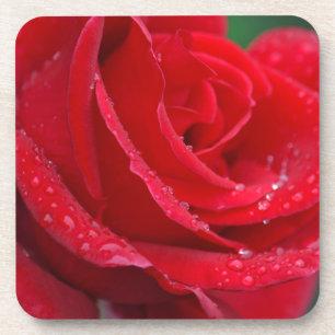 Einzelne rote Rosen blühen Untersetzer