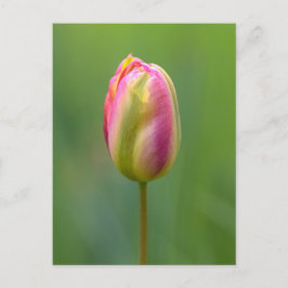 Einzelne Tulpe Postkarte