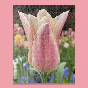 Einzelne Tulpenblüte im Garten Skagit Valley