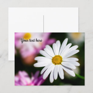 Einzelne weiße Gänseblümchen-Postkarte Postkarte