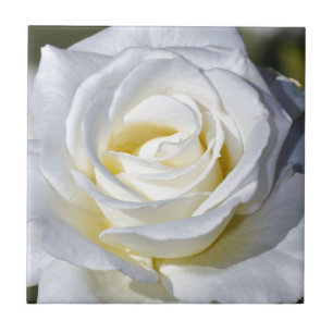 Einzelne weiße Rosenblüten Fliese